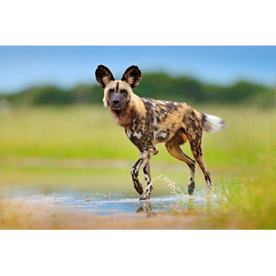 Wild Dog - Photographie sur toile tendue