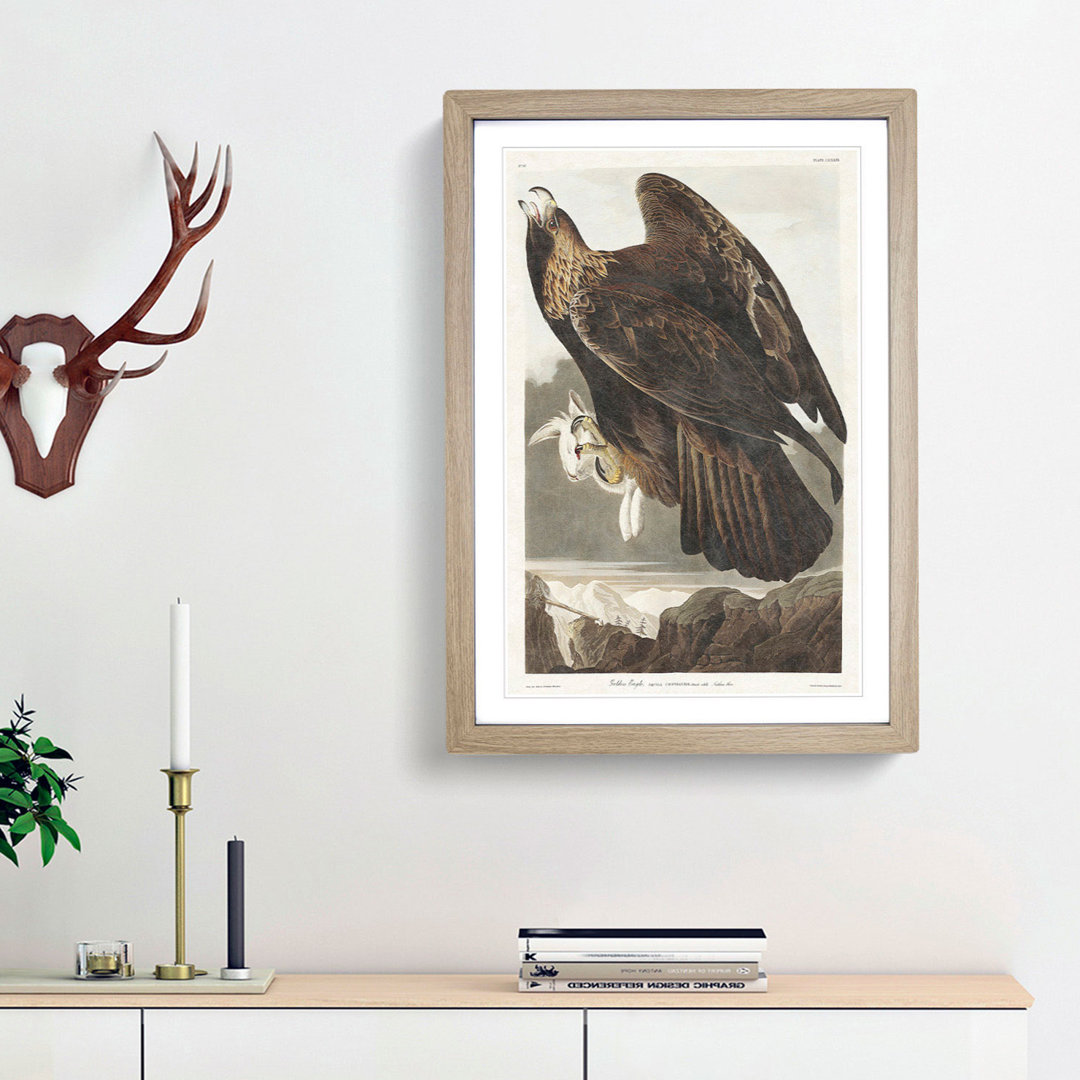 Golden Eagle by John James Audubon - Picture Frame Painting Print