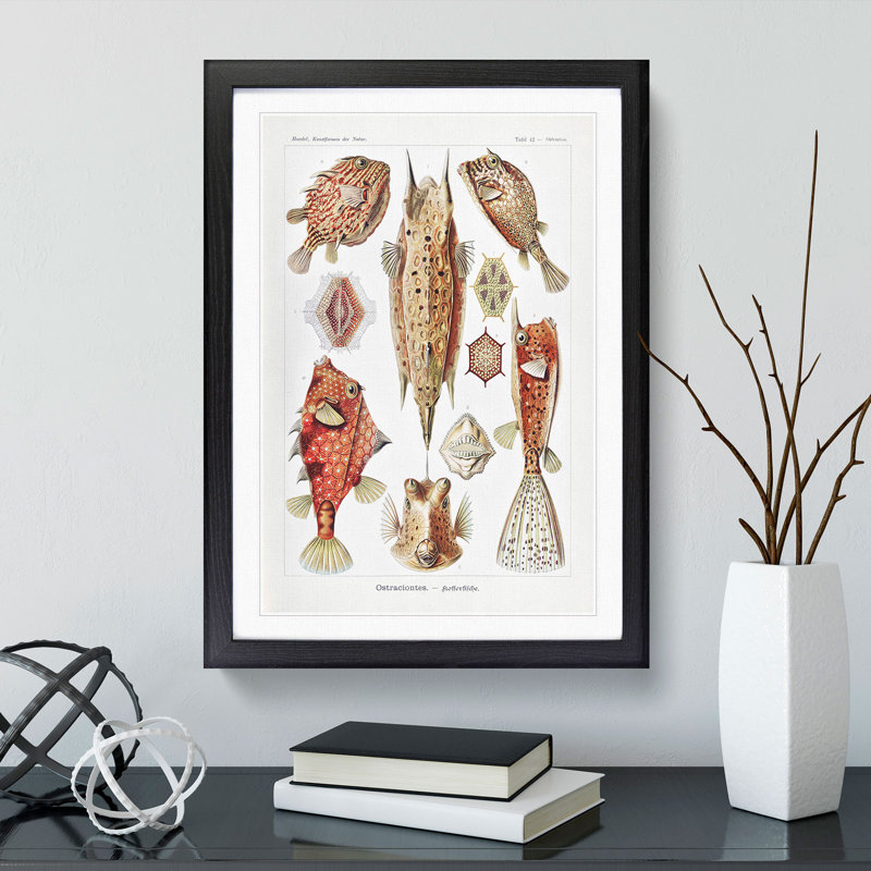 Selection of Fish by Ernst Haeckel - Picture Frame Graphic Art, 36cm H x 27cm W x 2cm D, Black Framed