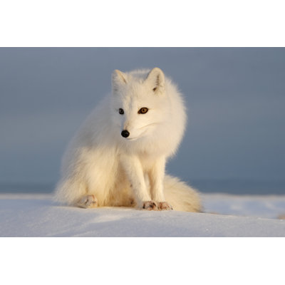 Renard polaire par Dmitrynd