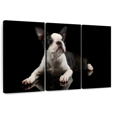 Brampt Young Boston Terrier