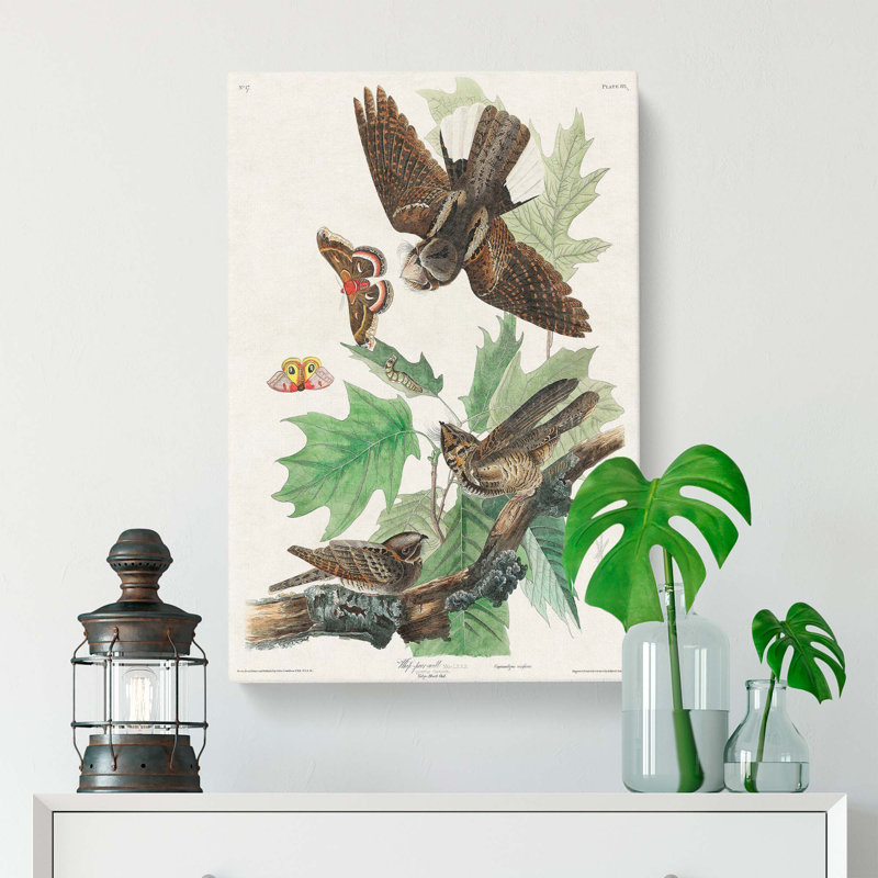 Whip Poor Will Birds and Butterflies by John Audubon - Wrapped Canvas, 50cm H x 35cm W x 3cm D