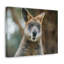 Drôle de Wallaby-278191555