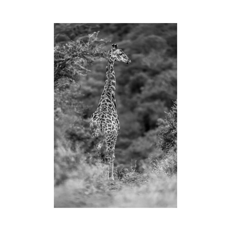 The Young Giraffe by Anders Jorulf - Wrapped Canvas Print, 20.32 cm H x 30.48 cm W