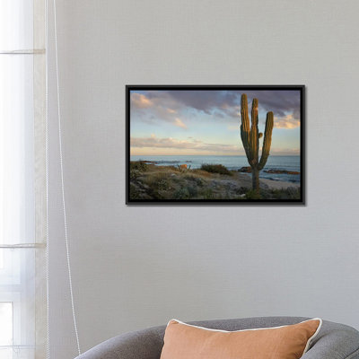 Saguaro Cactus At Beach, Cabo San Lucas, Mexico by Tim Fitzharris - Gallery-Wrapped Canvas Giclée