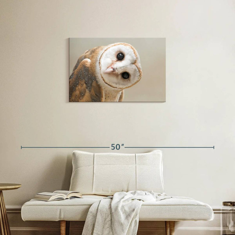 Brampt Barn Owl Gaze, 20" H x 30" W