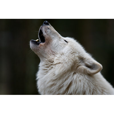 Arctic Wolf - Wrapped Canvas Print