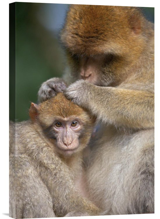 Barbary Macaque Mother Grooming Baby, Affenberg Salemlake, Constance, Germany - Single Picture Frame Photograph on Framed Canvas