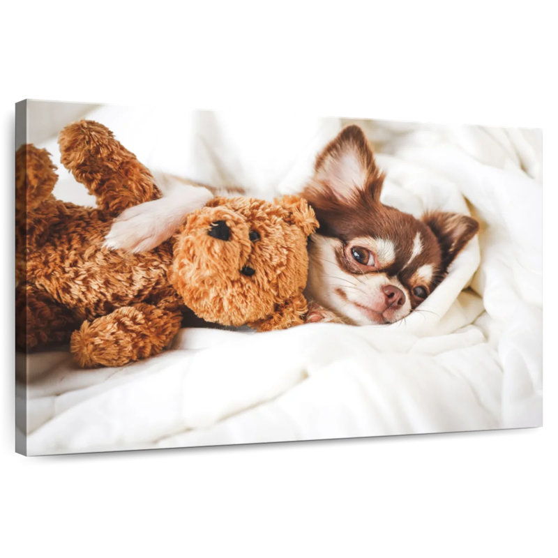 Chihuahua Brampt avec ours en peluche, H 20 po x l 30 po