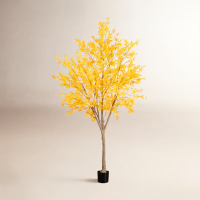 108" Maple Tree in Nursery Pot