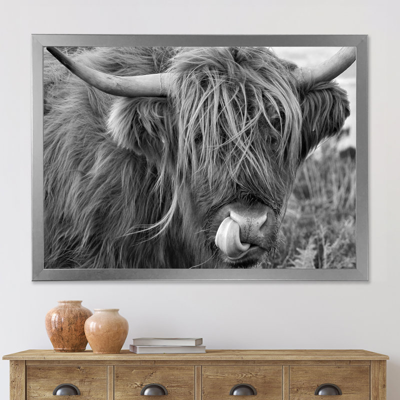 «Scottish Cow on Moorland II» - photographie sur toile, H 30 po x l 40 po x 1,5 po, Encadrement argenté