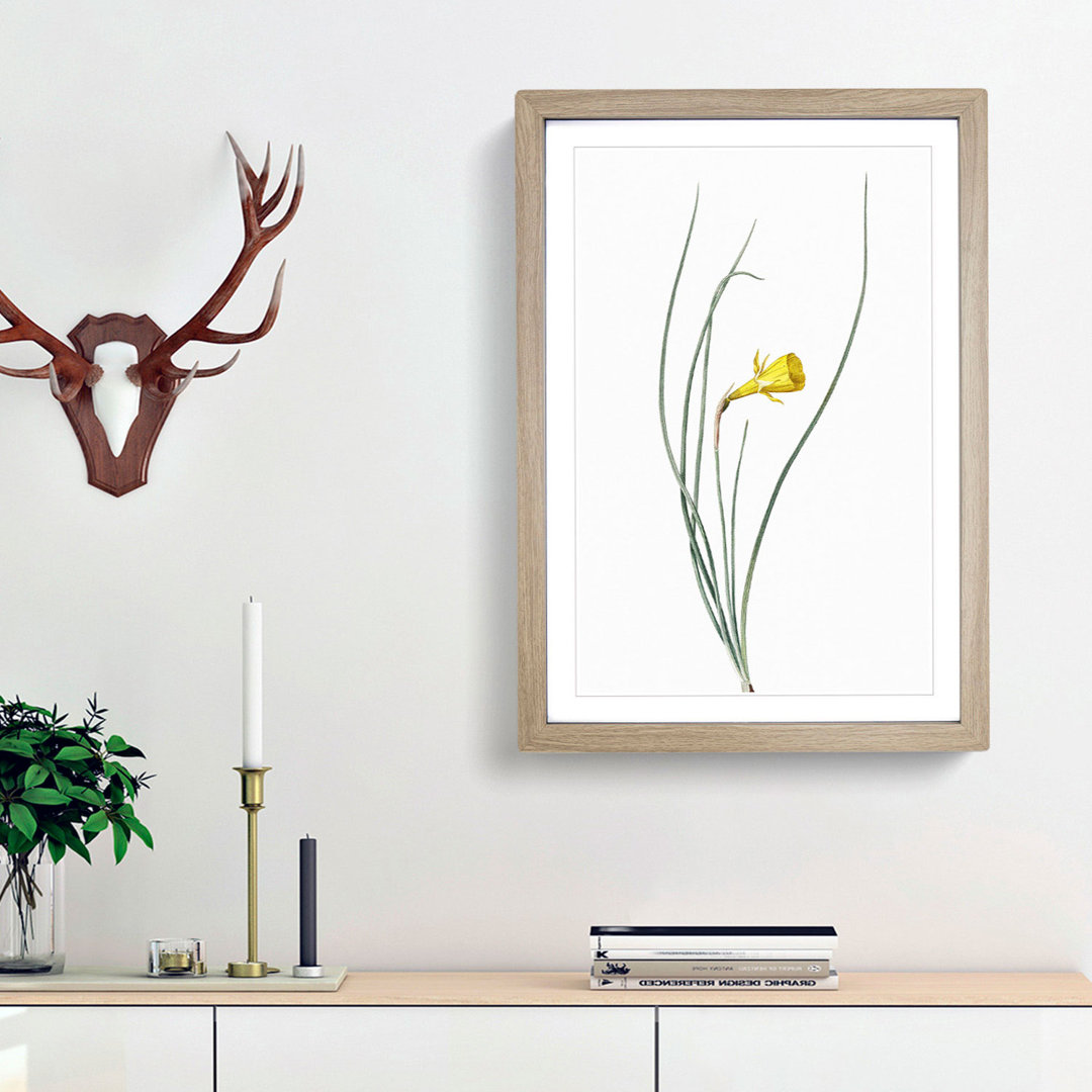 Daffodil by Pierre-Joseph Redoute - Framed Print