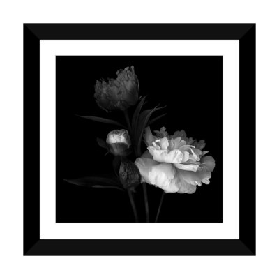 «Peony Mix, B&W» par Magda Indigo, impression sur toile