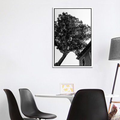 Italian Stone Pine Tree III by Bethany Young - Print on Canvas