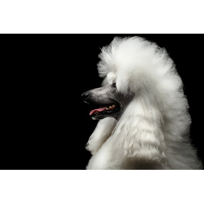 " White Royal Poodle " by Seregraff