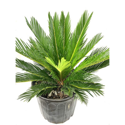 Sago Palm - Live Plant in an 10 Inch Pot - Cycas Revoluta - Beautiful Clean Air Indoor Outdoor Houseplant