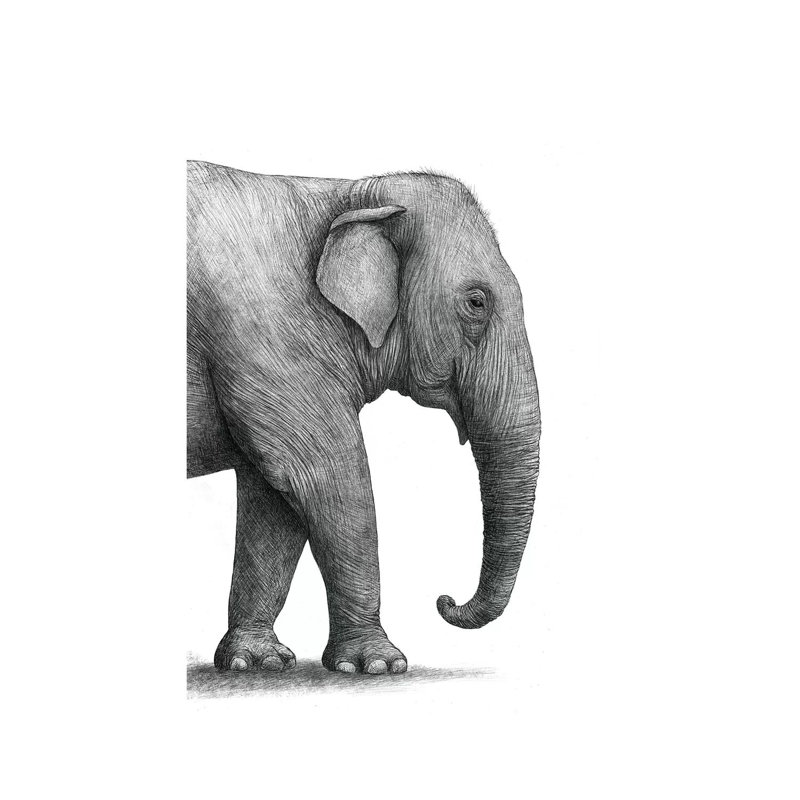 «Elephant Study» par Terry Fan - impression, Toile tendue, Pas de tapis, H 12 po x l 8 po x P 0,75 po