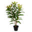 34 po Myrtle Green 34 po