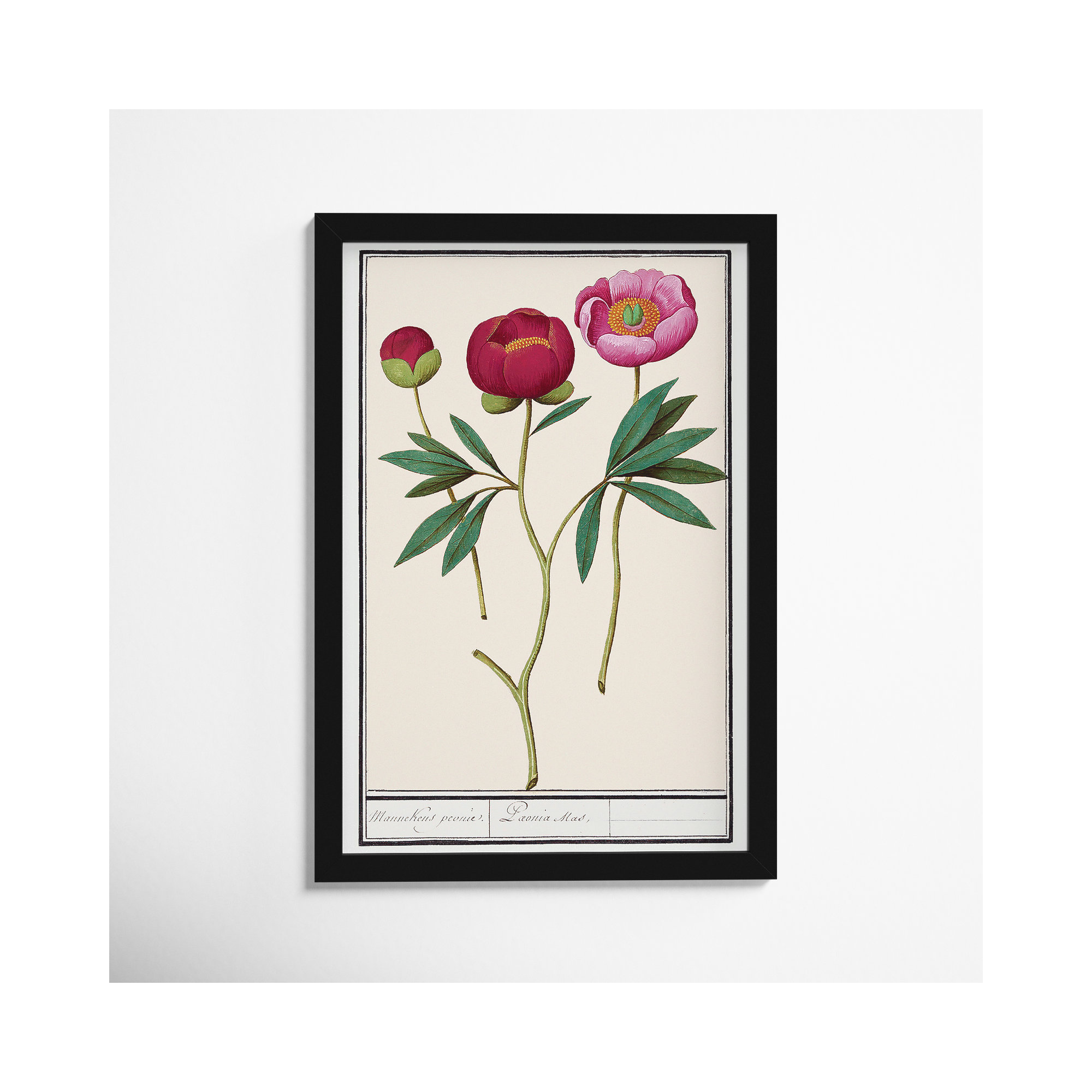 Red And Pink Peony Botanical Study by Oliver Gal, 17" H x 12" W, Black