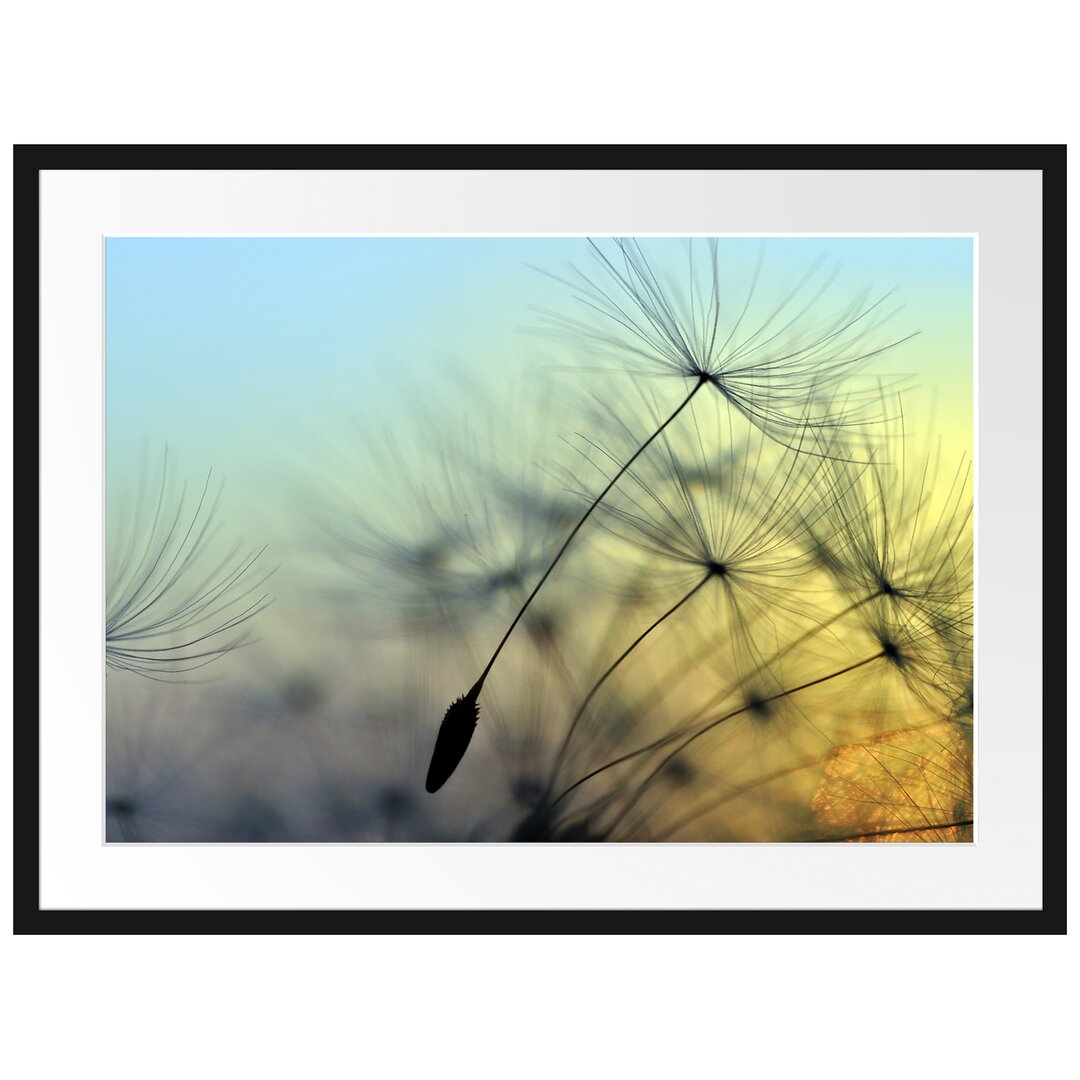 Gerahmtes Poster Pusteblumen mit Tautropfen