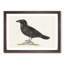 Common Raven by Von Wright - Picture Frame Painting Print-55510471-55510472
