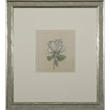 Rose I Print by Daughdrill