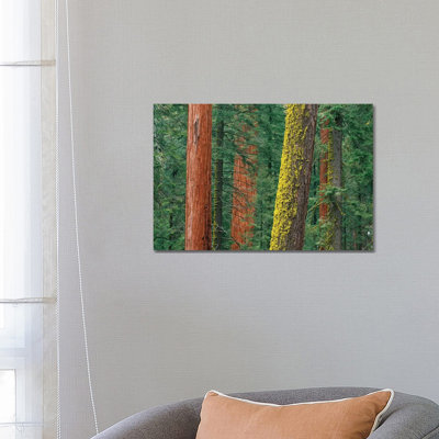 Giant Sequoia Trees, Some With Mossy Trunks, In Grant Grove, Sequoia National Park, California by Tim Fitzharris - Wrapped Canvas Print
