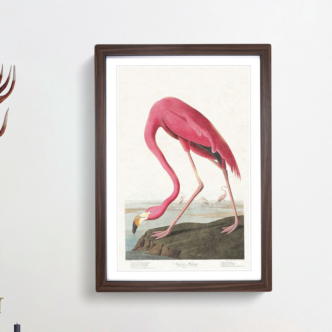 Pink Flamingo by John Audubon - Framed Print