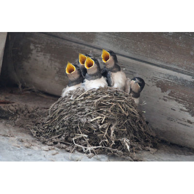 Swallows In Nest - Wrapped Canvas Print