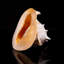 Genuine Horned Helmet Shell (4 Lbs)