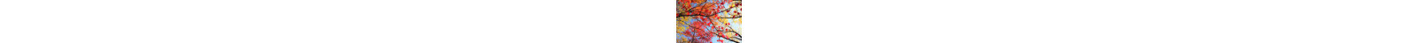 Maple Tree With Leaves - Wrapped Canvas Print-462373015
