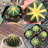 MistFoliage Star Cactus (Astrophytum) - Live Potted Star Cactus with White Spots, Indoor Succulent Plant