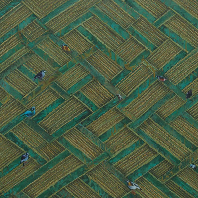 Oiseaux verts
