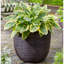 Capi Egg Planter Nature Rib-47838407-47838401