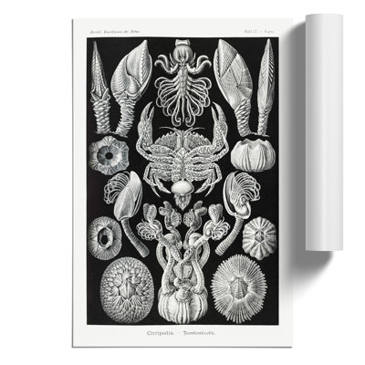 Barnacle by Ernst Haeckel - Frameless Print