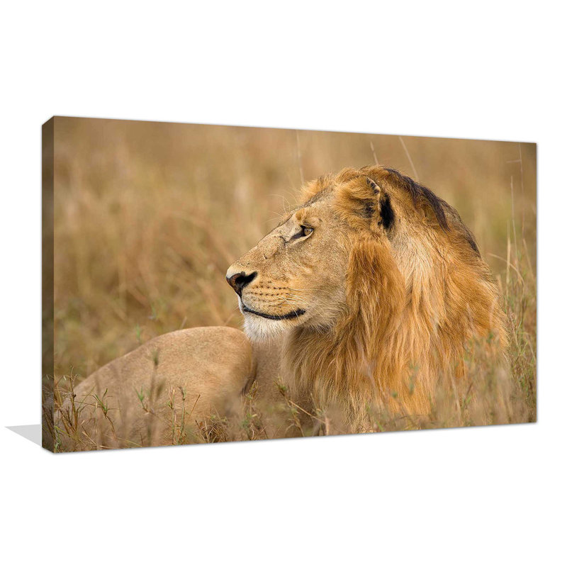 «King of The Wild I», reproduction de photo, H 18 po x l 30 po x P 1 po, Toile tendue