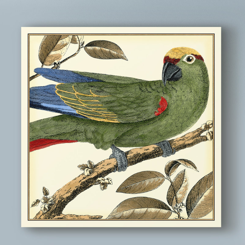 « tropical perroquet i », reproduction d’impression sur toile tendue, H 14 po x l 14 po x P 2 po