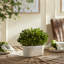 Thisbe 9'' Boxwood Topiary in Ceramic Pot