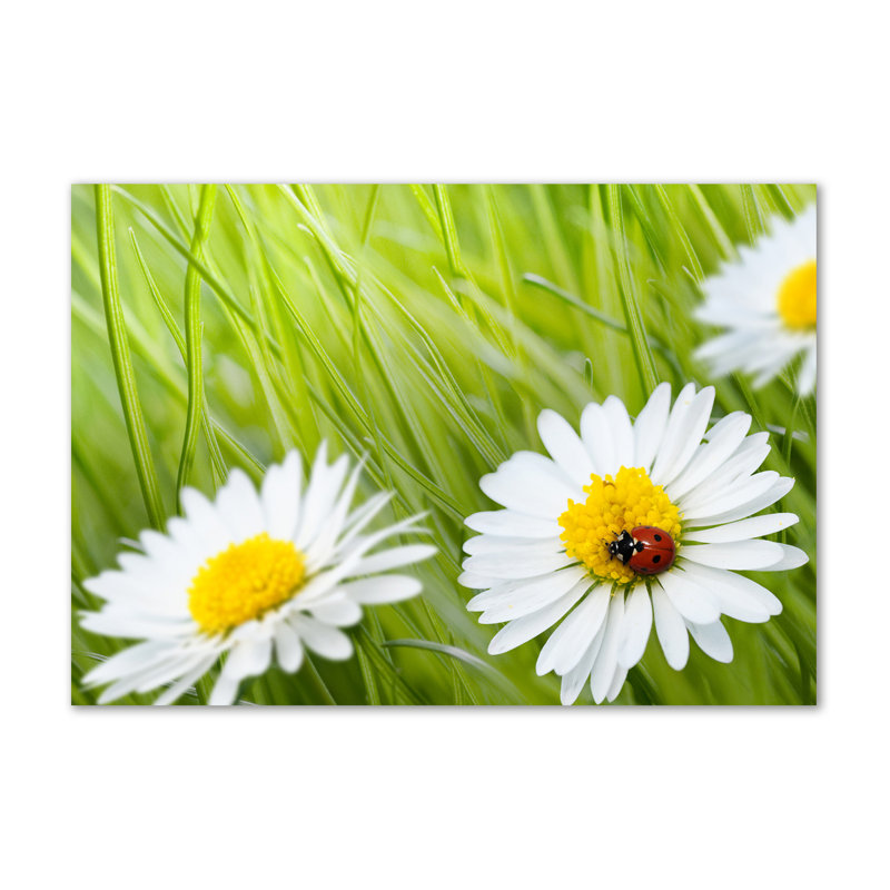 Daisies - Wrapped Canvas Print