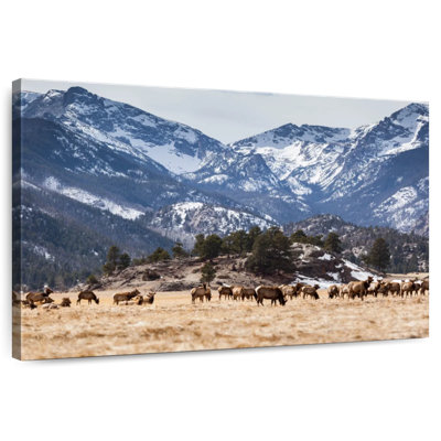 Alvord Elks Of Rocky Mountains
