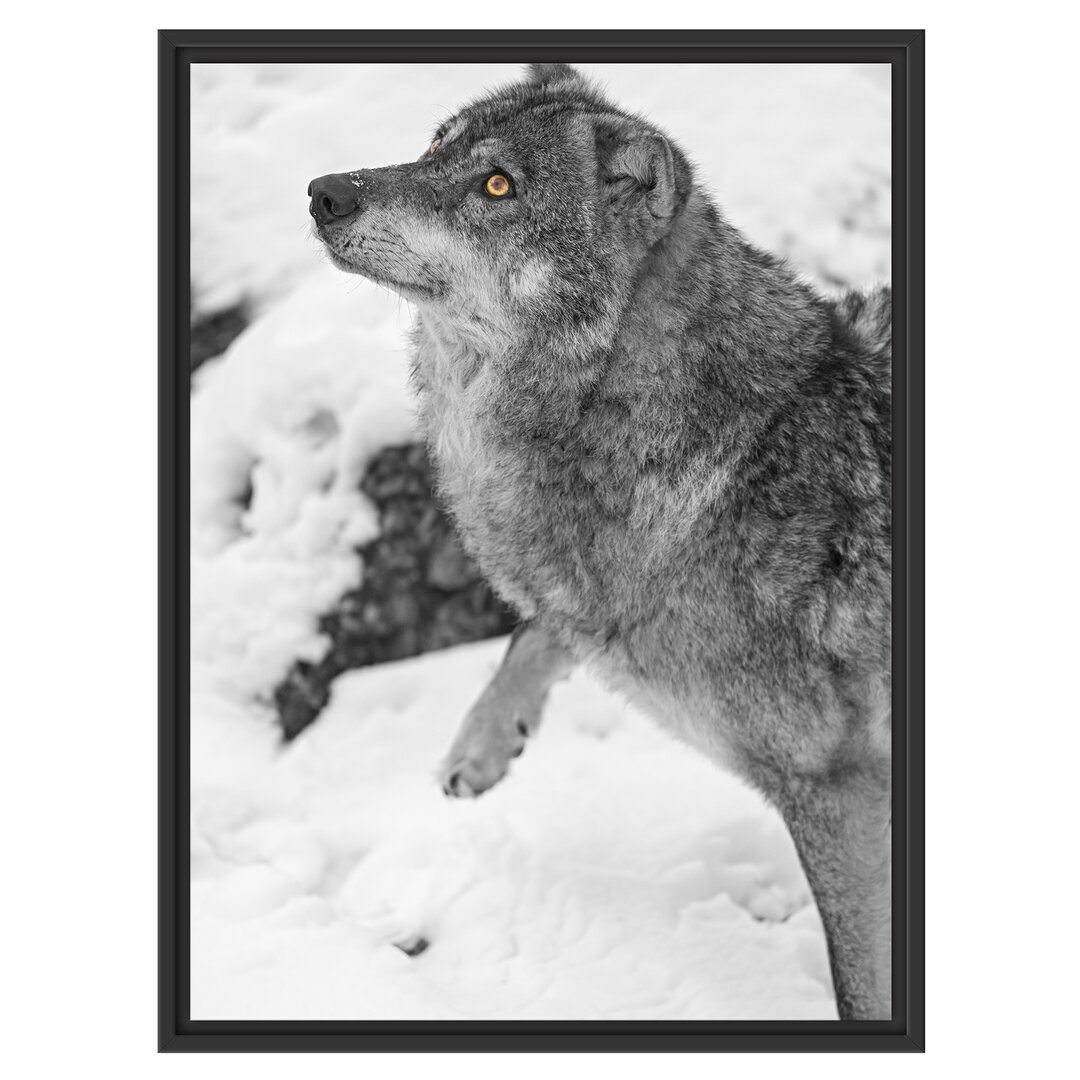 Gerahmtes Wandbild schöner WolfSchnee