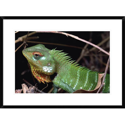 " Lizard Portrait, Sinharaja Biosphere Reserve, Sri Lanka "