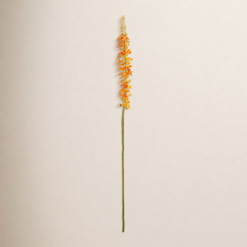 46-Inch Eremurus Stem