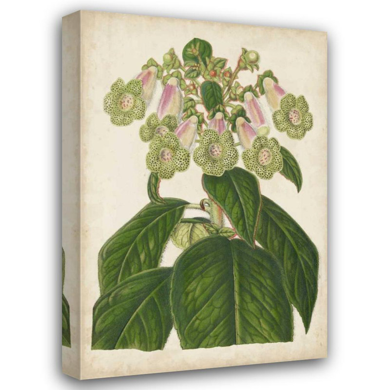 Art sur toile tendue par Red Barrel Studio® Stroobant Gallery: Foxglove Botanical, H 18 po x l 13 po