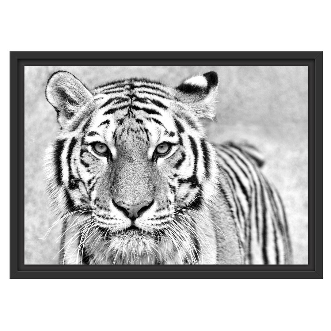 Gerahmtes Wandbild Anmutiger Tiger in B&W