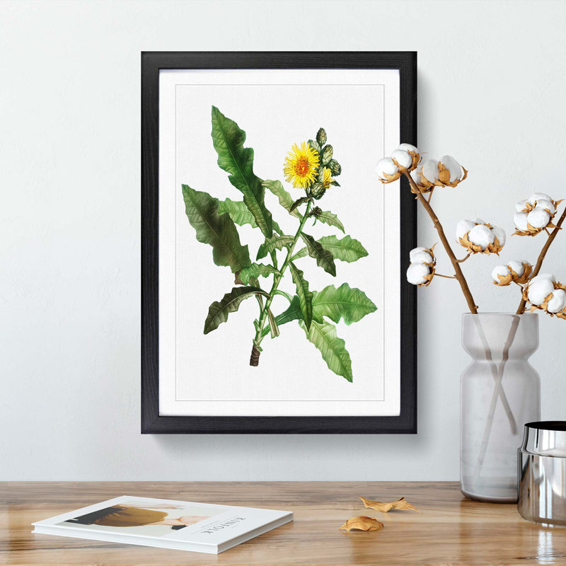 Yellow Sow Thistle by Pierre-Joseph Redoute - Picture Frame Painting Print, 65cm H x 48cm W x 2cm D, Black Framed