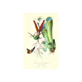 Hummingbird On Bromelaid Print by Porter Design