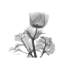 Lonely Anemone by Albert Koetsier - Gallery-Wrapped Canvas Giclée on Canvas-1822955205-1850578250