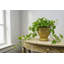 Mustard Ceramic Planter With Ribbed Design