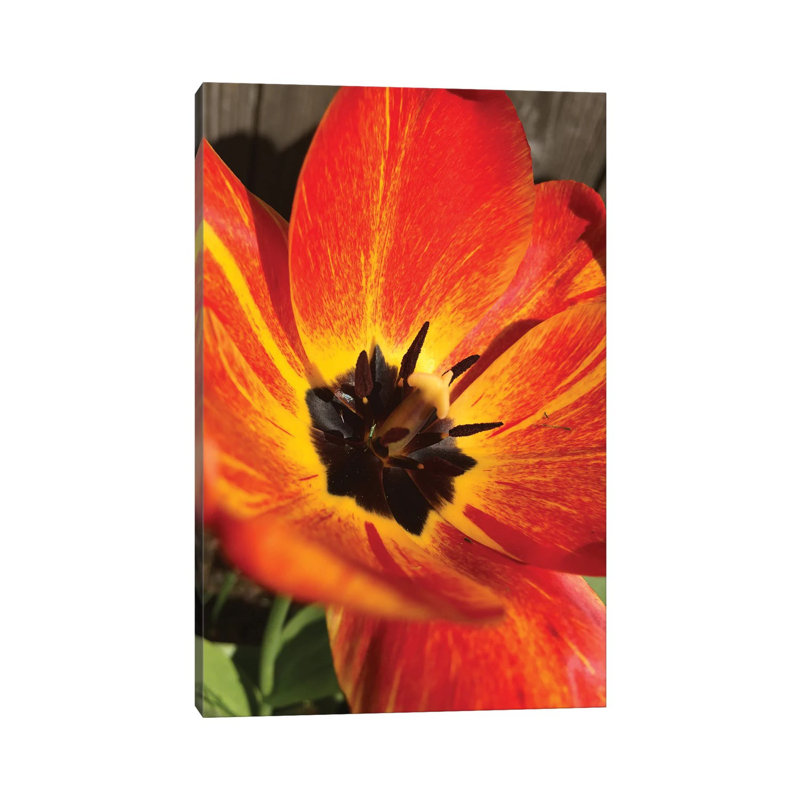 Full Sun I by Heidi Bannon - Wrapped Canvas Print, 45.72cm H x 30.48cm W x 1.905cm D